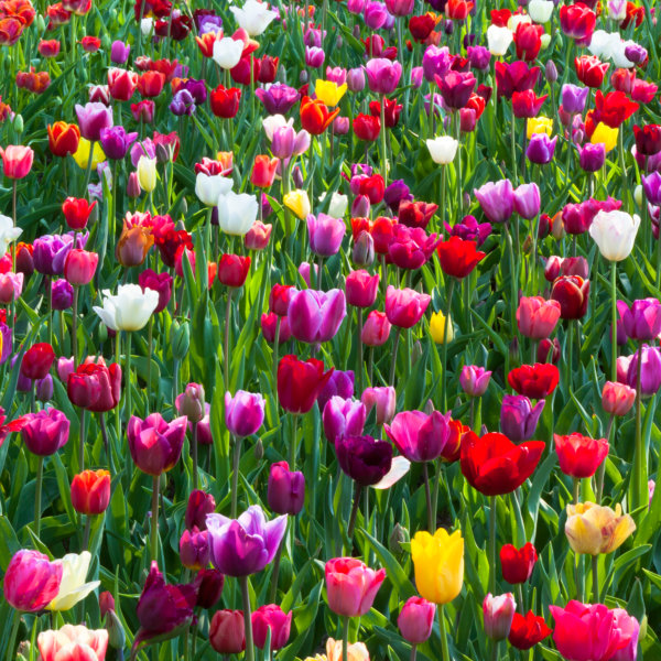 Tulip Bulbs - Triumph Mixed